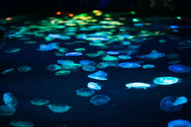 istock Jellyfishes at an aquarium, Oct. 2021 1369077530
