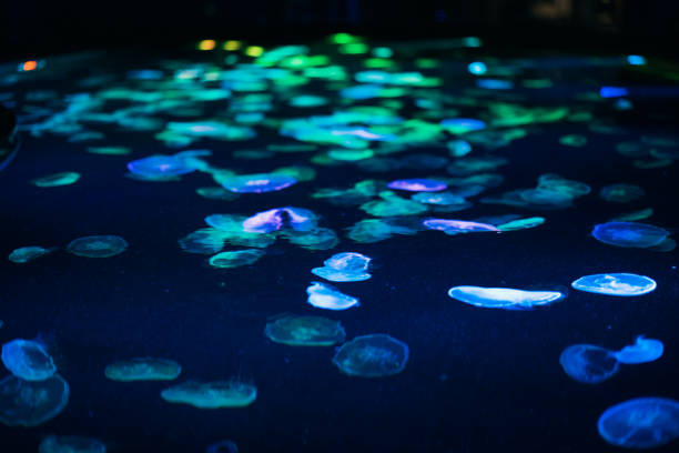 istock Jellyfishes at an aquarium, Oct. 2021 1369077540
