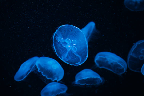 istock Jellyfishes at an aquarium, Oct. 2021 1369077625