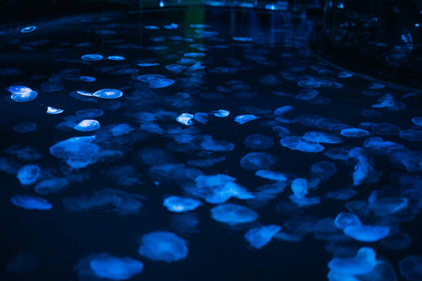 Jellyfishes at an aquarium, Oct. 2021