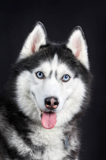istock Close-up Siberian Husky's head with blue eyes on an isolated black background, front view 1369077837