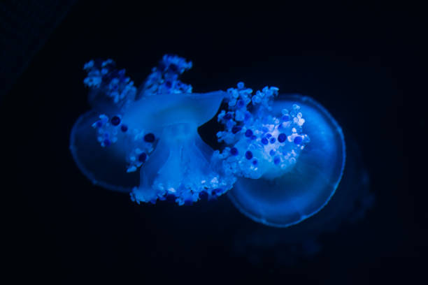 Jellyfishes at an aquarium, Oct. 2021