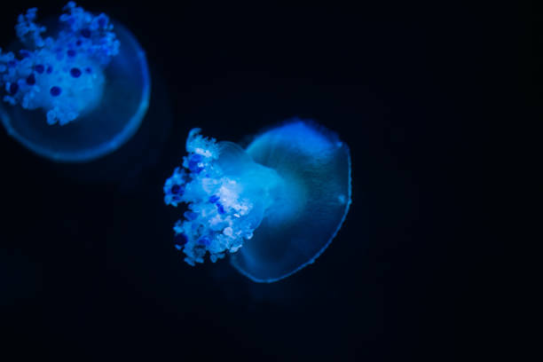 istock Jellyfishes at an aquarium, Oct. 2021 1369077863