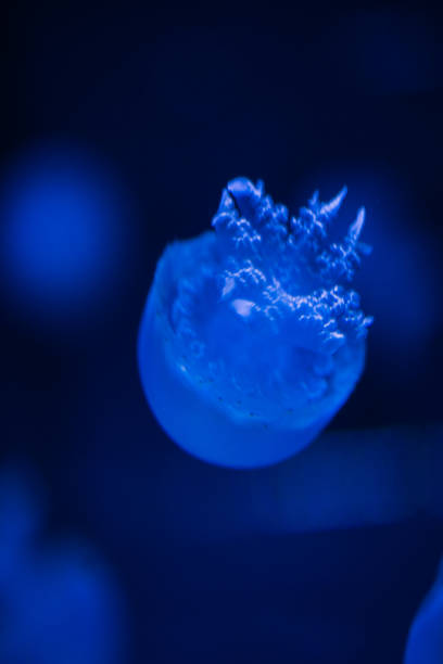 istock Jellyfishes at an aquarium, Oct. 2021 1369077869