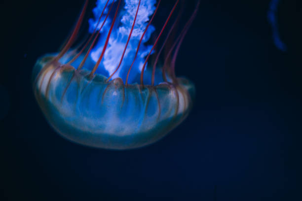 Jellyfishes at an aquarium, Oct. 2021