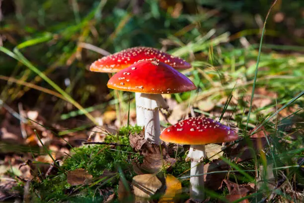 Photo of The toxic mushroom Amanita muscaria at Kendlmuehlfilz near Grassau, an upland moor in Bavaria, Germany