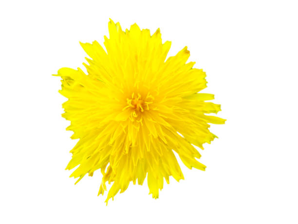 istock Spring concept, flower banner, ornament for gift card. 1369078181