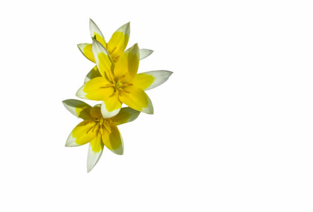 Open tulips flower isolated on white, valentine's day card, spring wallpaper concept