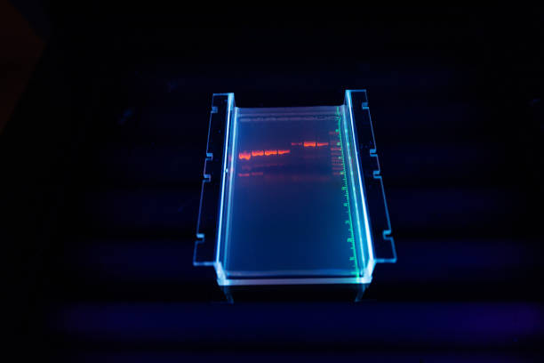 forscher im dna-labor: agarose-sequenzierungsgel-ergebnisse - agarose stock-fotos und bilder