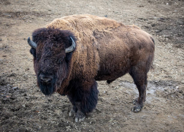 istock Buffalo stand on muddy land 1369079283