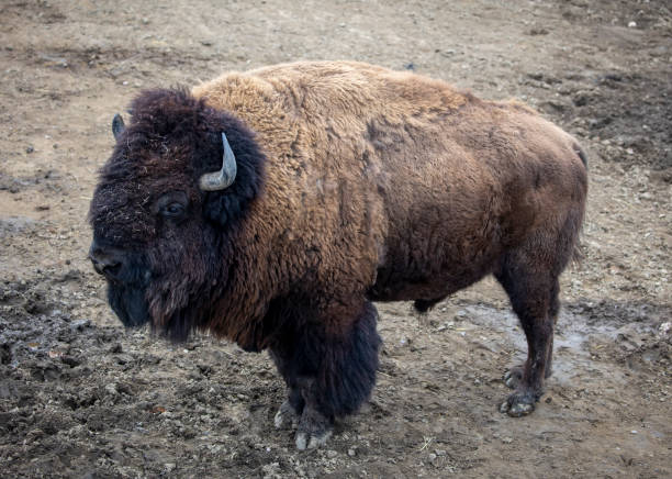 istock Buffalo stand on muddy land 1369079308
