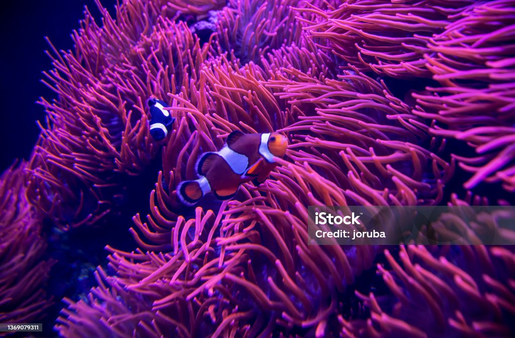 Detail of pink coral in aquarium Pink coral in aquarium with clown fish Reef Stock Photo