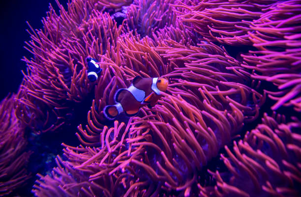 Detail of pink coral in aquarium Pink coral in aquarium with clown fish amphiprion percula stock pictures, royalty-free photos & images