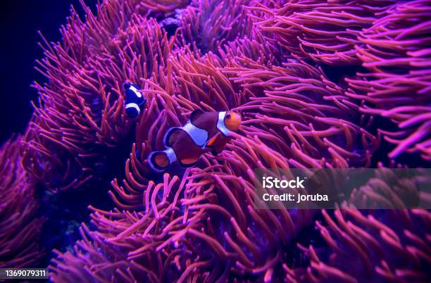 Detail Of Pink Coral In Aquarium Stock Photo - Download Image Now - Reef, Clown Fish, Fish