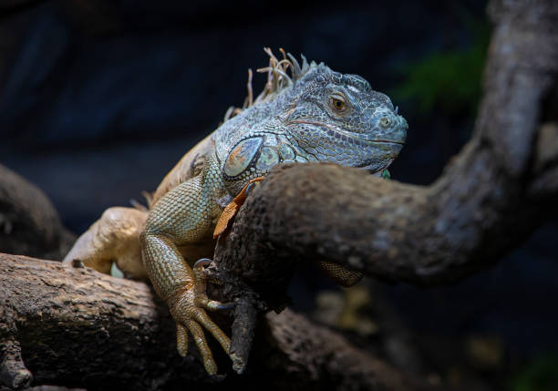 istock Resting leguan lizard in terrarium 1369079352