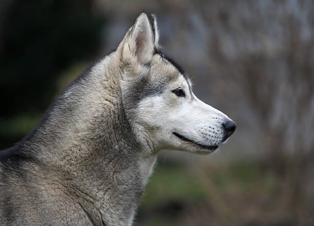 istock Siberian Husky portrait 136907938