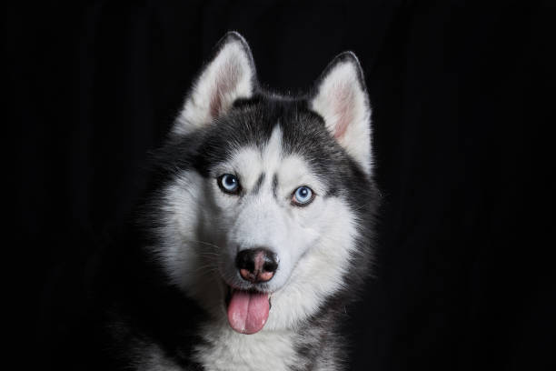 istock Siberian husky dog face on black background 1369079447