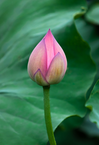 Summer blooming lotus