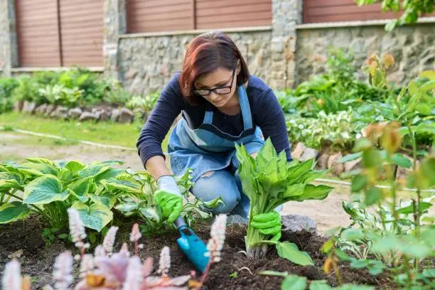 Woman planting hosta bush plant in backyard flower bed, using shovel tools, spring gardening. Landscape, plants and flowers, hobbies and leisure, lifestyle in spring concept