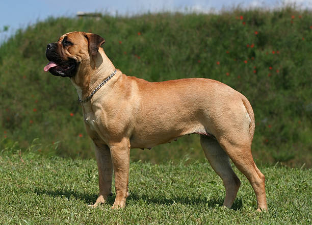 Bulmasstiff Beautiful young bullmastiff standing mastiff stock pictures, royalty-free photos & images