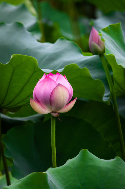 분홍색 꽃이 피는 연꽃의 클로즈업 고립 - lotus flower single flower red 뉴스 사진 이미지