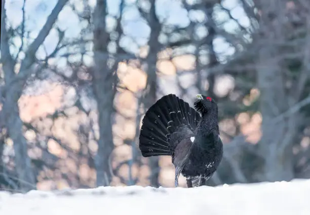 heavy and uncommon bird on snow
