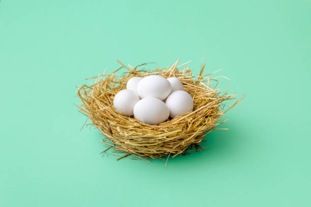 Chicken eggs in straw nest isolated on a green mint background. Nest with chicken eggs minimalist on a green-mint table. White eggs in a straw nest isolated on a green background. birds nest with eggs stock pictures, royalty-free photos & images