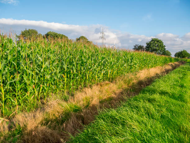 Corn plants close-up perspective stock photo