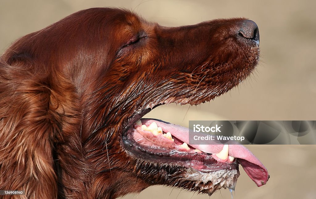 Salivating chien - Photo de Animal femelle libre de droits