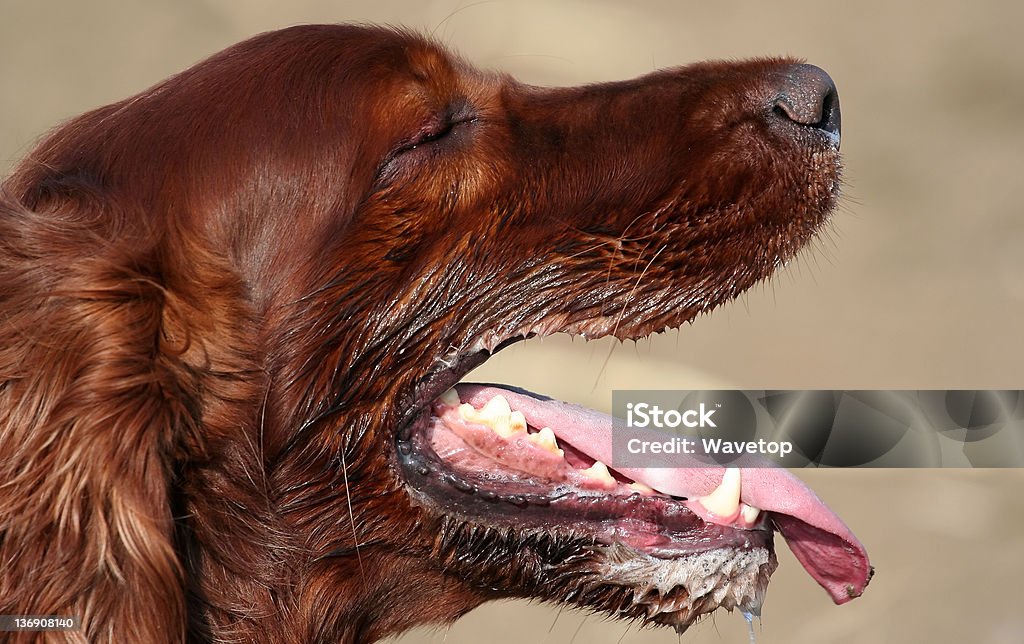 Cane Salivating - Foto stock royalty-free di Animale