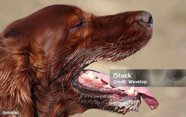 Cane Salivating - Fotografie stock e altre immagini di Animale - Animale, Animale femmina, Animale maschio