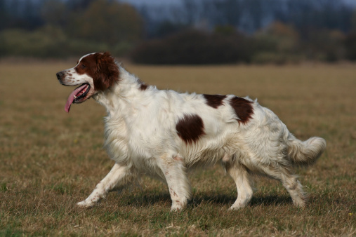 Irish red and white setter walking in the field