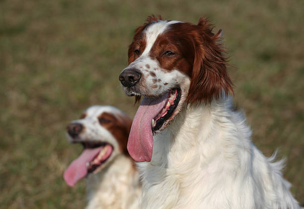 Irish red and white setter Irish red and white setter portrait irish red and white setter stock pictures, royalty-free photos & images