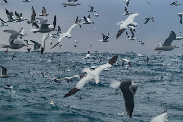 istock Northern gannet bird: dive bomb feeding frenzy behavior 1369083282