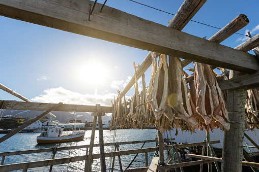 Stockfish racks at Lofoten Islands, Norway