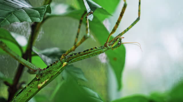 Large green Indonesian beetle the Phasmatoptera cyphocraniu gigas from the family of fowl sitting on the leaves