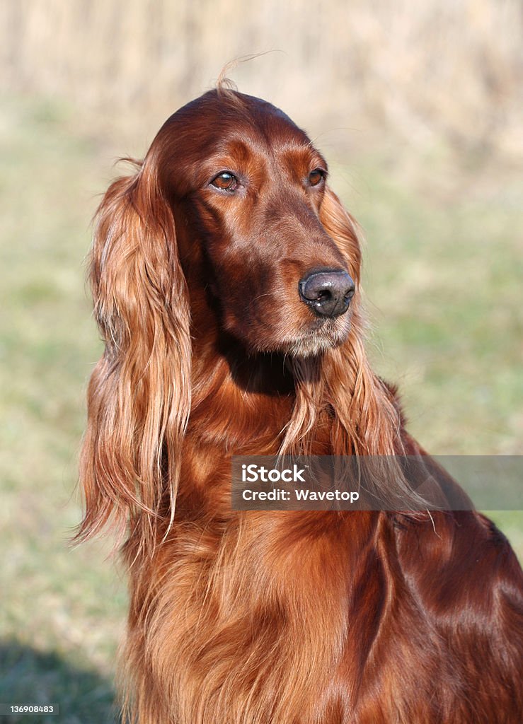 Setter Irlandais - Photo de Acajou - En bois libre de droits