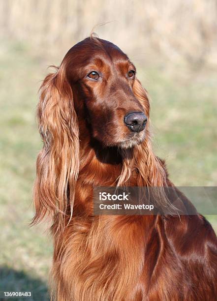 Photo libre de droit de Setter Irlandais banque d'images et plus d'images libres de droit de Acajou - En bois - Acajou - En bois, Animal femelle, Beauté