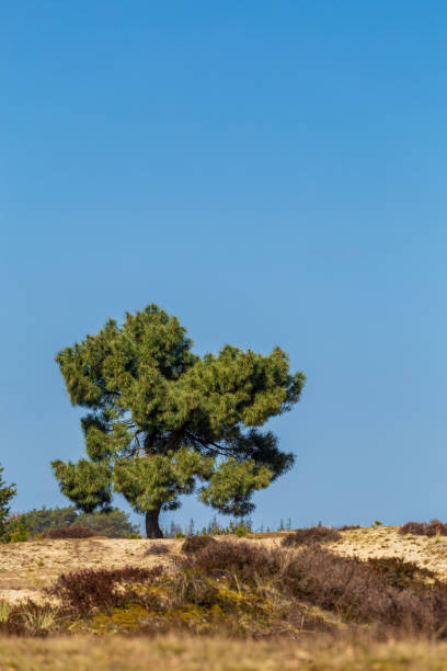 istock Lasndscape of nature park in The Netherlands 1369087694