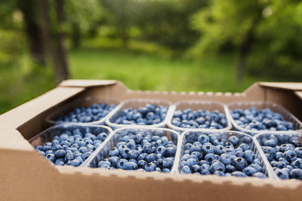 istock Box or crate with collected fresh blueberries. Berries agriculture business 1369087712