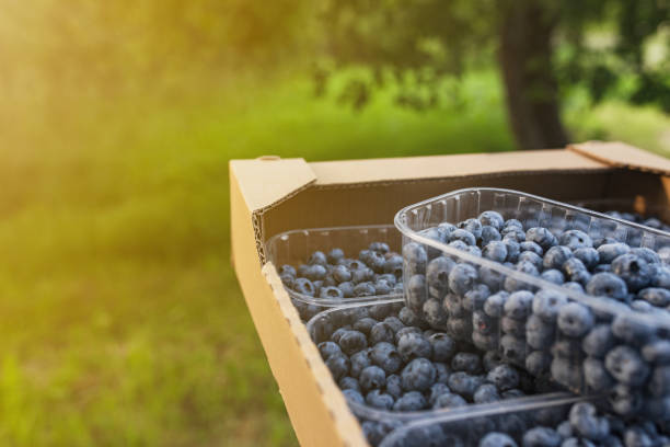 istock Box or crate with collected fresh blueberries. Berries agriculture business 1369087714