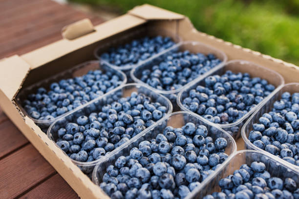 istock Box or crate with collected fresh blueberries. Berries agriculture business 1369087715