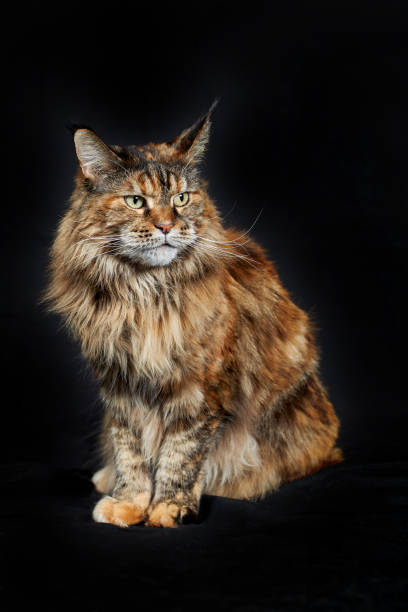 istock Angry fluffy cat Maine coon on black background 1369090097
