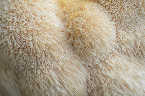 Close up of home grown eatable mushroom Lion's mane , (Hericium erinaceus ) , called monkey head mushroom or bearded tooth fungus.