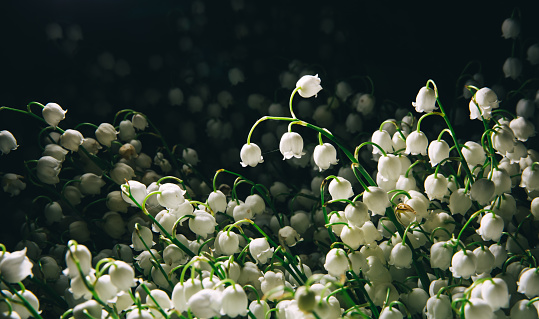 Banner with large fresh beautiful bouquet of white may-lily or lilies of the valley in rain drops isolated on black background with copy space. Water splash. Flower shop advertising or fast delivery.