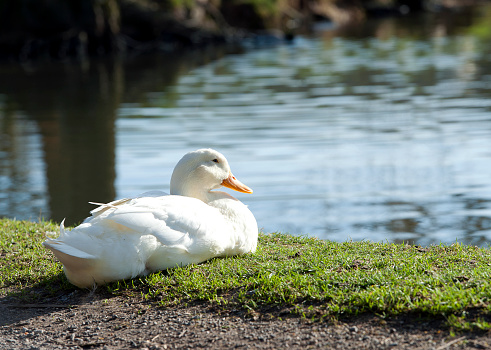 White duck sitting at waters edge next to a traditional English village duck pond at East Creech, Dorset