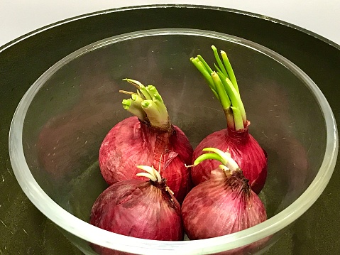 My set-up for time-lapse recording of the growth of shoots of red onions.