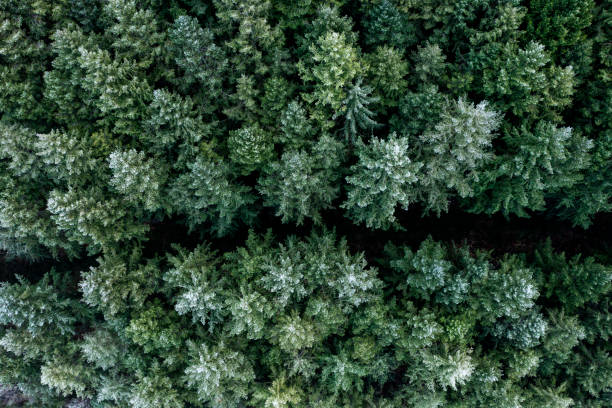 istock A fir forest in aerial view 1369092431
