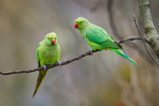 istock The rose-ringed parakeet (Psittacula krameri), also known as the ring-necked parakeet, is a medium-sized parrot. Beautiful colourful green parrot, cute parakeets perched on a branch. 1369092859