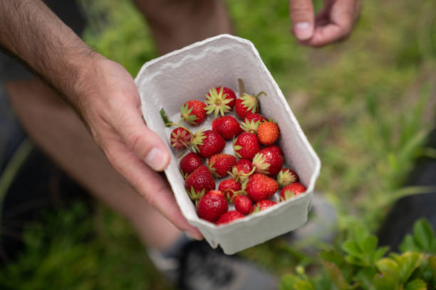 istock People picking up strawberries in a field 1369094021
